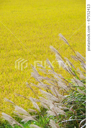 Ear of rice and silver grass which shine in golden color Ear of rice and silver grass which shine in golden color 67552413