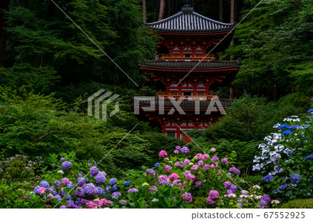 Hydrangea, Iwafune Temple, Kizugawa City, Kyoto Prefecture Hydrangea, Iwafune Temple, Kizugawa City, Kyoto Prefecture 67552925