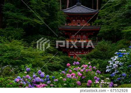 Hydrangea, Iwafune Temple, Kizugawa City, Kyoto Prefecture Hydrangea, Iwafune Temple, Kizugawa City, Kyoto Prefecture 67552926
