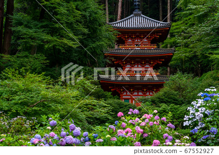 京都府會津川市岩峰寺八仙花 67552927