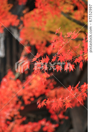 Autumn leaves in Kyoto 67552997