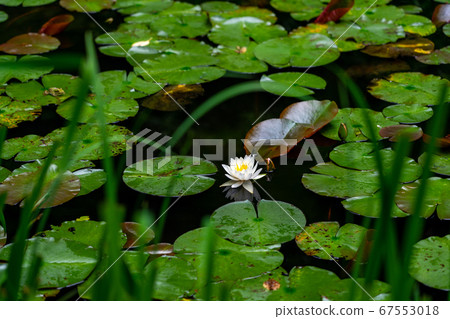 京都府會津川市岩峰寺八仙花 京都府會津川市岩峰寺八仙花 67553018