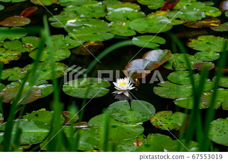 京都府會津川市岩峰寺八仙花 京都府會津川市岩峰寺八仙花 67553019