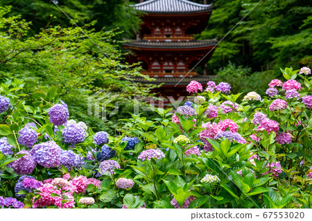 京都府會津川市岩峰寺八仙花 67553020