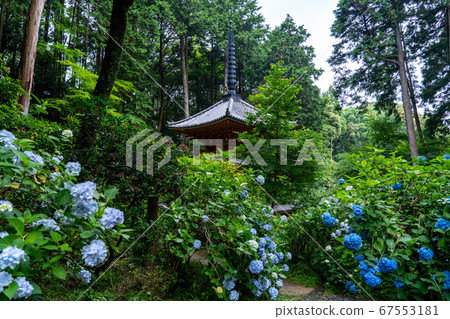 Hydrangea, Iwafune Temple, Kizugawa City, Kyoto Prefecture 67553181