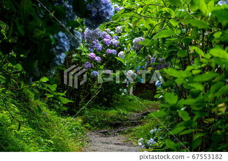 京都府會津川市岩峰寺八仙花 67553182