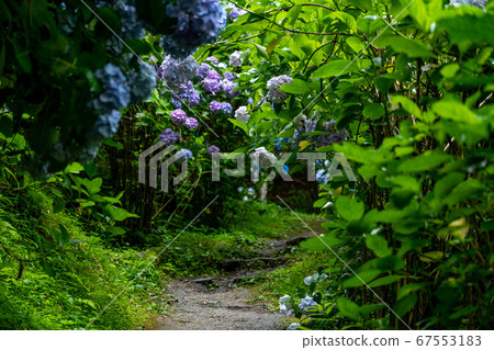 京都府會津川市岩峰寺八仙花 京都府會津川市岩峰寺八仙花 67553183