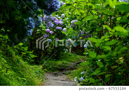 京都府會津川市岩峰寺八仙花 67553184