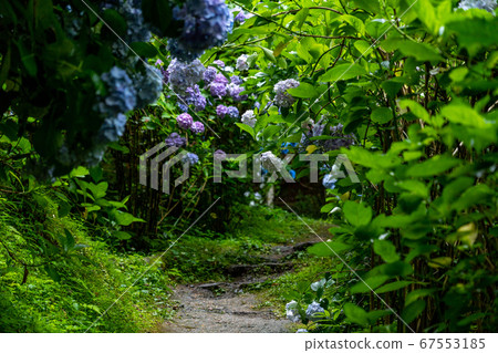 京都府會津川市岩峰寺八仙花 67553185