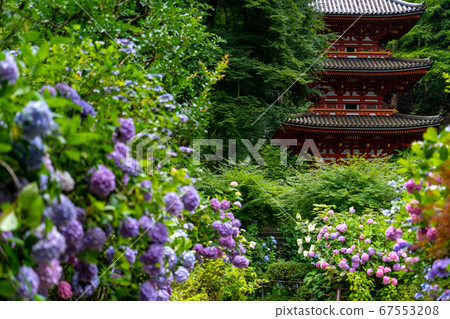 Hydrangea, Iwafune Temple, Kizugawa City, Kyoto Prefecture 67553208