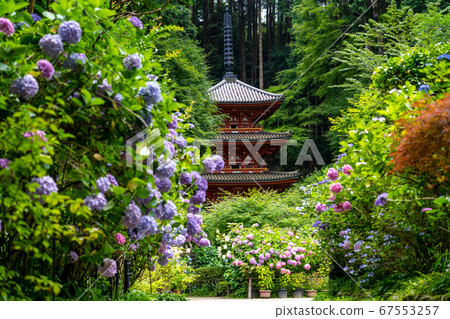 京都府會津川市岩峰寺八仙花 67553257