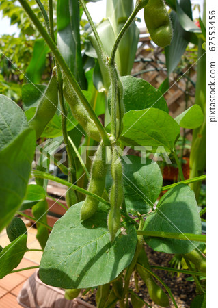 Edamame beans with 3 grains firmly grown on the balcony of the apartment 67553456