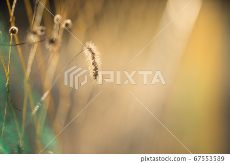 Cat shroud wrapped in gentle light Cat shroud wrapped in gentle light 67553589