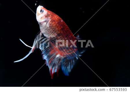Betta splendens fish isolated on black background. Betta splendens fish isolated on black background. 67553593
