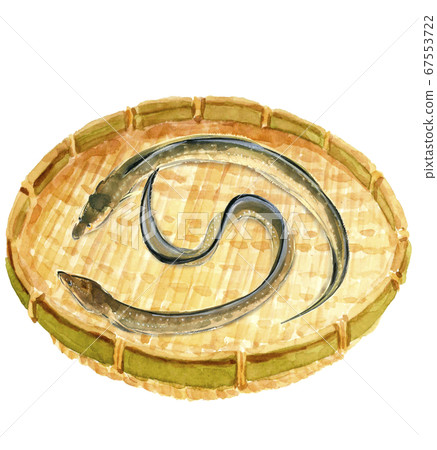 Two eels in a colander [watercolor] 67553722