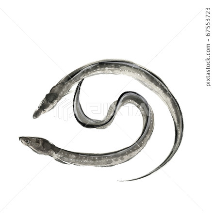 Two eels Monotone [Ink painting style] 67553723