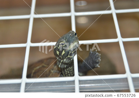 Reed turtles staying home 67553726