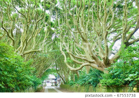 清酒路線伊豆前神社的方法 67553738