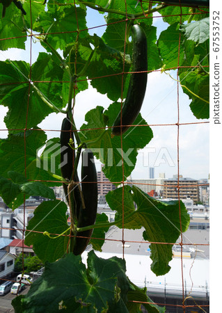 Harvest 3 cucumbers in the kitchen garden on the balcony of the apartment 67553752