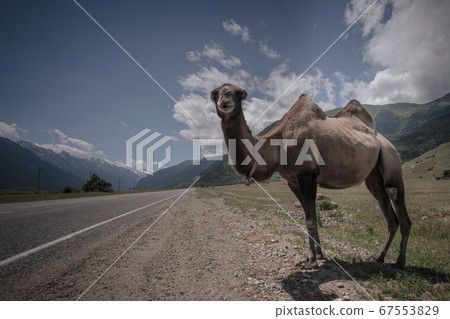 Fluffy camel against the background of the Fluffy camel against the background of the 67553829