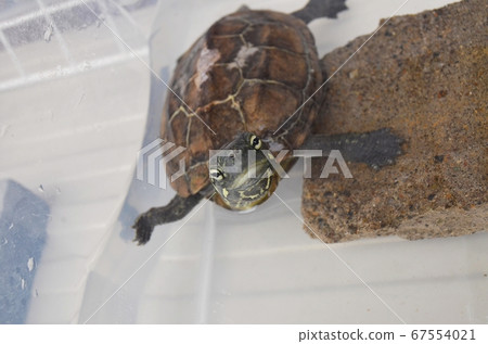 Reed turtle appealing to go outside Reed turtle appealing to go outside 67554021
