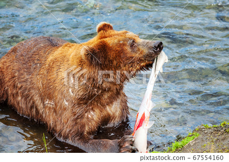 Bear in Alaska 67554160