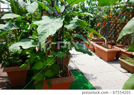 Home garden on the balcony of the apartment Mangrove-free and delicious eggplant and tomato 67554201