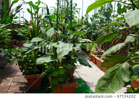 A vegetable garden on the balcony of the condominium. 67554202