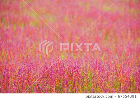 北海道北見市Wakka野生花卉園變成紅色的珊瑚草 67554391