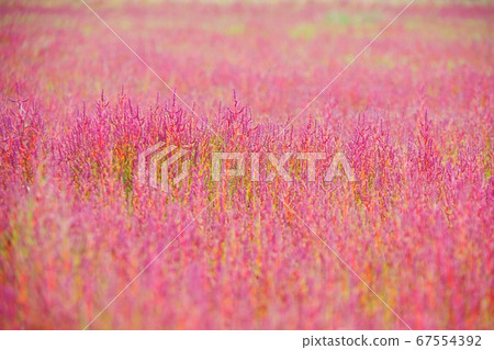 Coral grass that turns red at Wakka Wild Flower Garden, Kitami City, Hokkaido 67554392