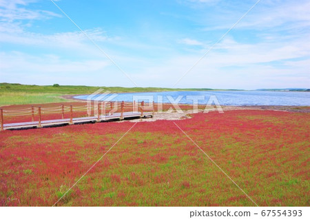 Coral grass that turns red at Wakka Wild Flower Garden, Kitami City, Hokkaido 67554393