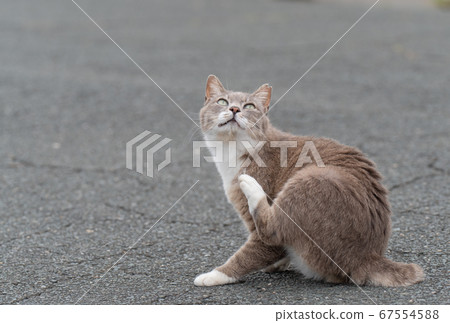 Ugly, itchy! Ugly, itchy! 67554588
