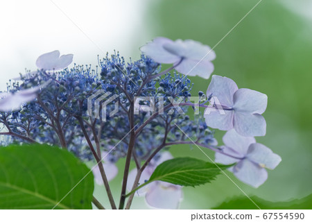適合雨紫色的繡球花 適合雨紫色的繡球花 67554590