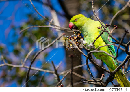 Wakake Honsei parakeet eating nuts 67554744