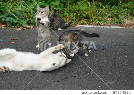 Stray cat kitten jumps with excitement as a cat 67554883