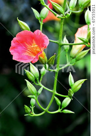 Nausua Kazura（玲花） 67555011