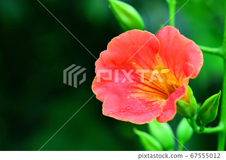 Nausua Kazura (Ling Flower) 67555012