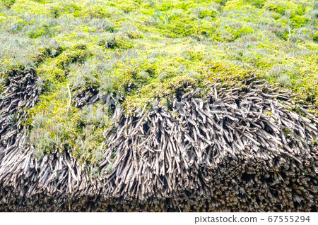 厚厚的屋頂和苔蘚 67555294