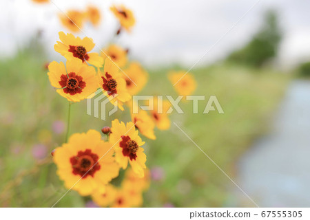 金雞菊,在田間盛開的花 金雞菊,在田間盛開的花 67555305