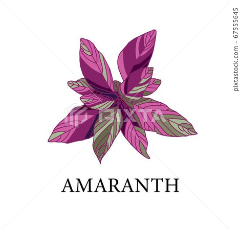 amaranth on a white background. greenhouse plant isolated. vector illustration 67555645