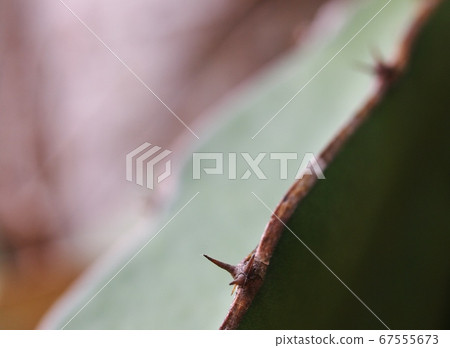 danger thorns of tropical plant authentic shot in garden selective focus blur background 67555673