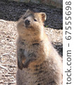 Quokka，世界上最快樂的動物 67555698