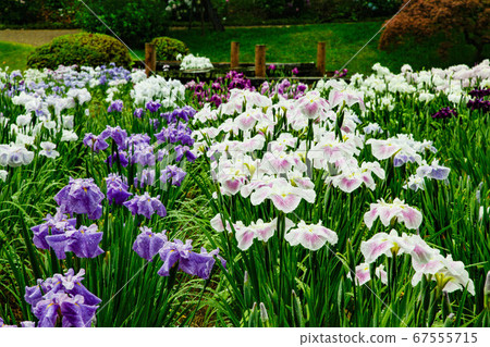 Hana shawab Hana shawab 67555715