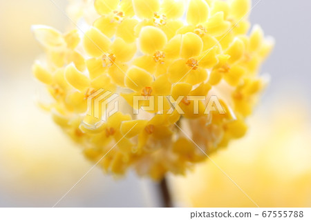 三椏 三椏 67555788