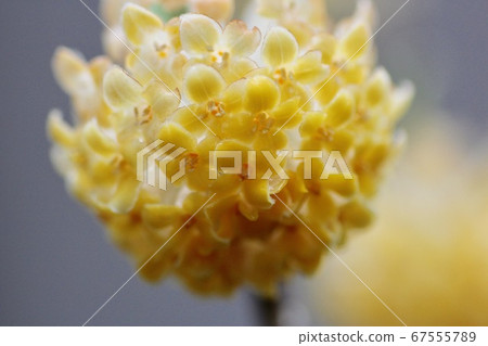 三椏 三椏 67555789