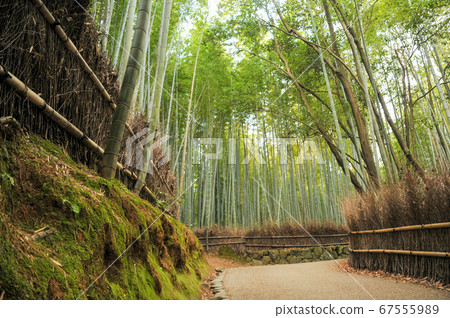 Bamboo grove of Arashiyama in Kyoto Bamboo grove of Arashiyama in Kyoto 67555989