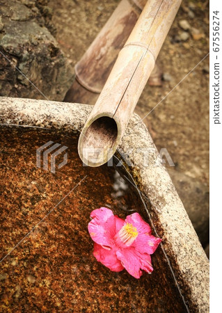 Flowers floating on the water Flowers floating on the water 67556274