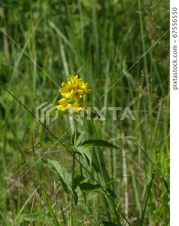 yellow hypericum flowers in nature yellow hypericum flowers in nature 67556550