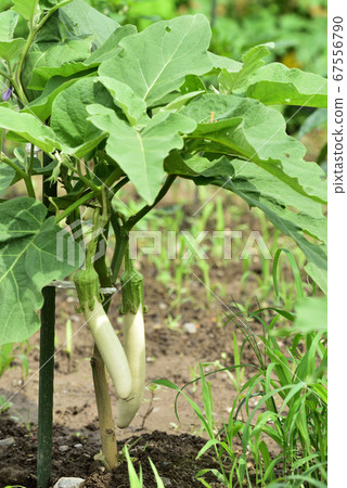 茄子夏季蔬菜白茄子 茄子夏季蔬菜白茄子 67556790