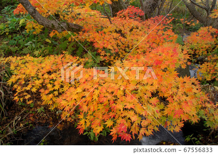 Autumn leaves 67556833